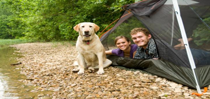 Tips for Camping with Dogs - Xtend Outdoors